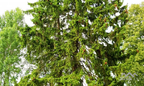 19th Century Homestead in Samogitia